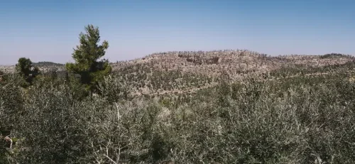 מלון לוגוס לשבתות חתן