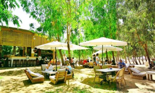 חורשת האקליפטוסים אירועים- חוץ פינות ישיבה וטבע ושמשיות ועצים