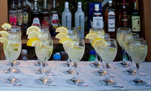 אקליפטוס בשרון- הבר הקוקטילים