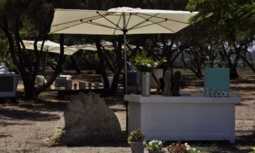 הפינה בצל האשל- שמשיות באירוע שטח