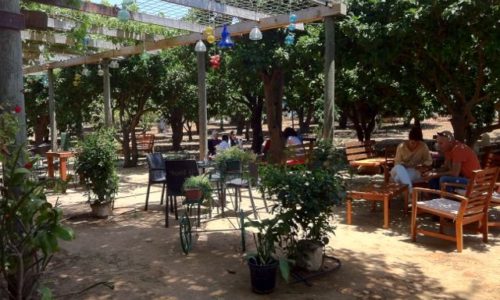 הקטיף-חצר מוצל ואירוח