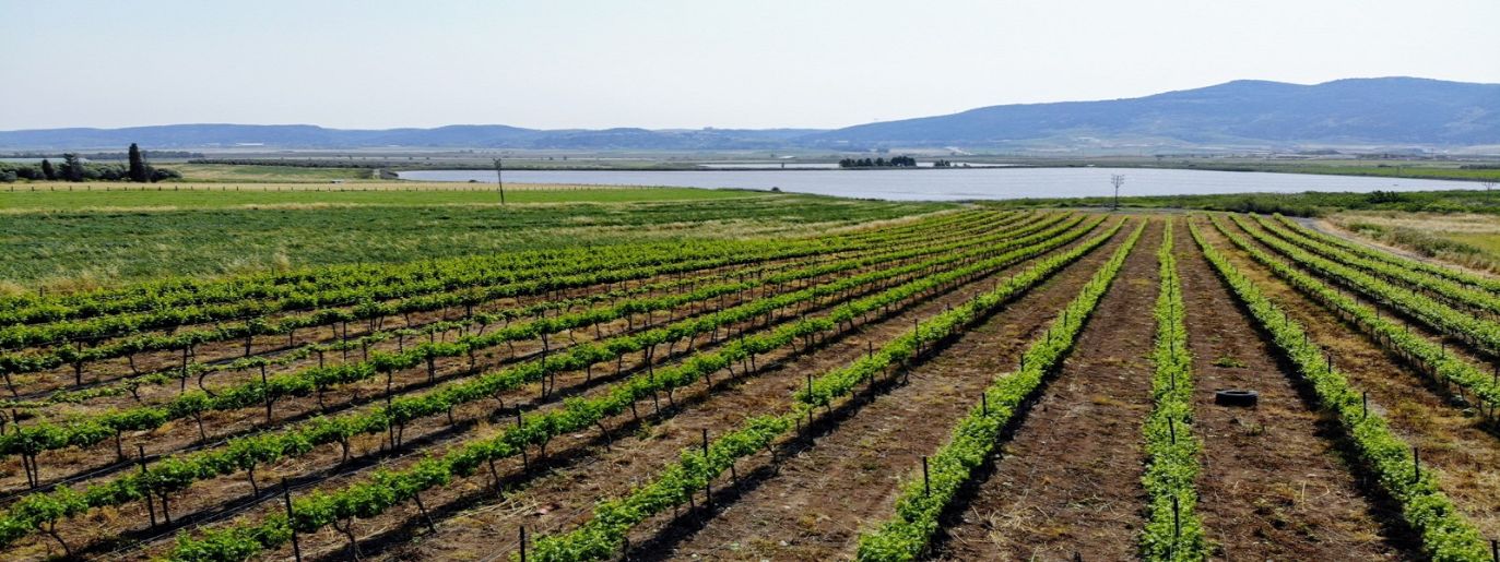 היקב המשפחתי – יקב לאירועים עם גינה