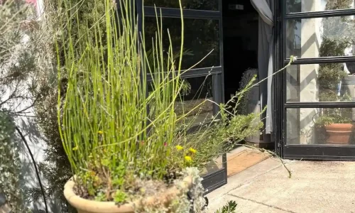 הרמת כוסית ביקב בשפלה