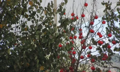 בר מצווה בטבע