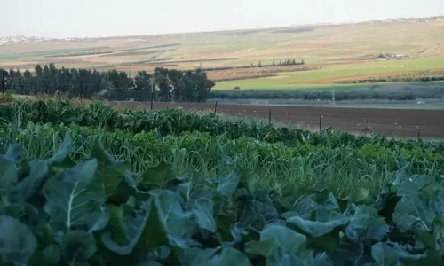 ימי כיף חוות טיירה