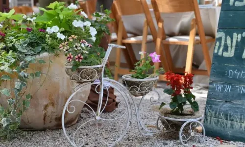 בר מצווה ללוס