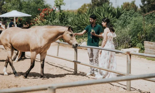 חוות סוסים ואנשים