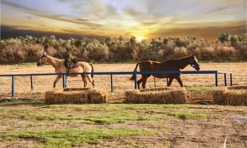 חוות סוסים לאירועים