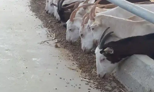 סדנאות בחווה