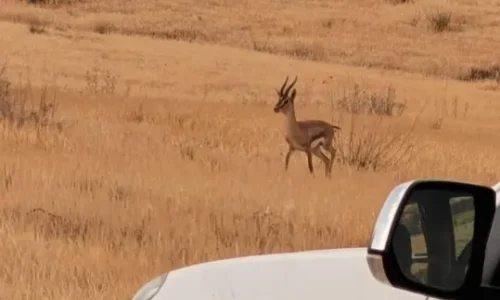 יער עתיר אירועים