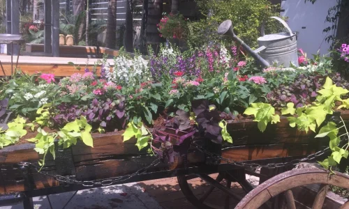 חופה תחת כיפת השמיים