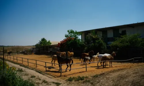 חתונה בחוות סוסי