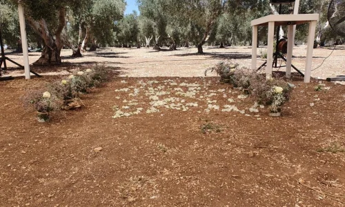 חופה תחת כיפת השמים