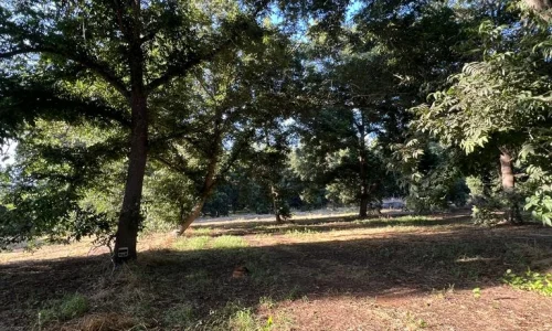 חתונה במטע פקאן