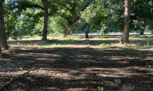 ימי הולדת בטבע