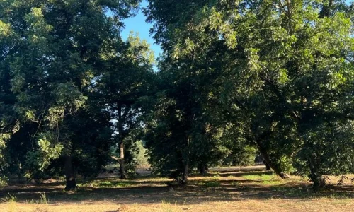 מטע פקאן לימי גיבוש