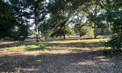 שטח למסיבה במרכז