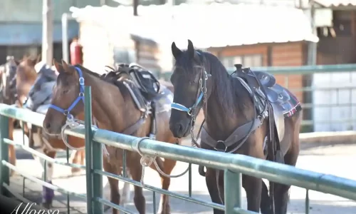 חוות בת יער לאירועים באיזור הצפון אירועים בטבע אירועי חברה ליד צפת