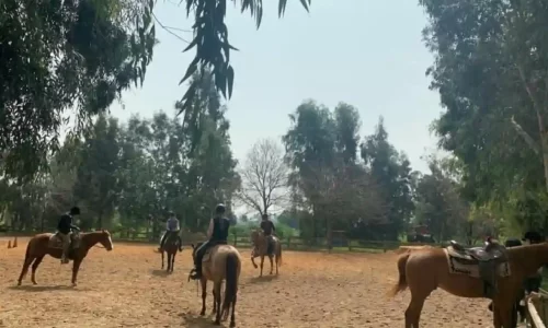 חוות הסוסים בלטרון 8