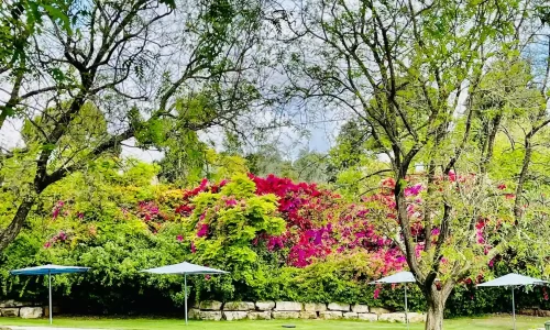 בריכת כפר דניאל בריכה חצתי אולימפית למסיבות