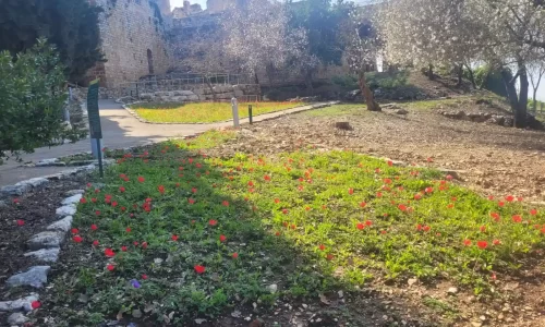 בר מצווה בטבע עד 200 איש