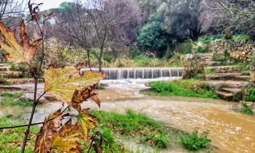 חופה בטבע ליד ירושלים