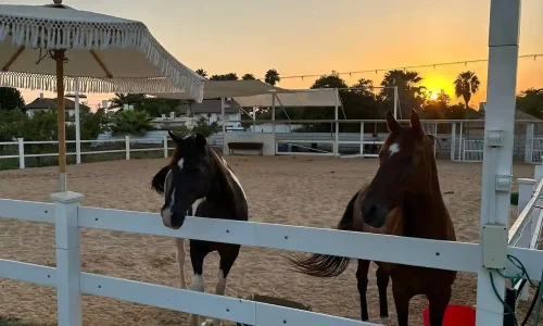 חוות סוסים באירוע