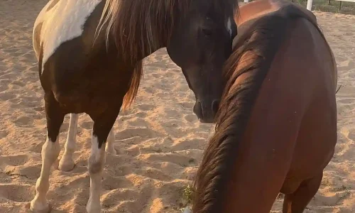 אירועים מיוחדים ליד חוות סוסים