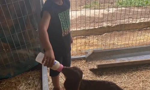 בר מצווה בדרום