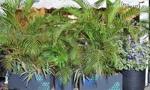 מסיבת רווקים במסעדה