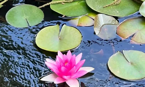 התארגנות כלה במושב