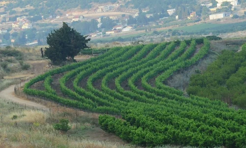 בר מצווה בצפון