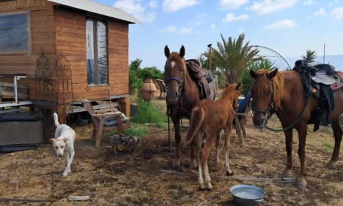 מקום למסיבות טבע בכנרת
