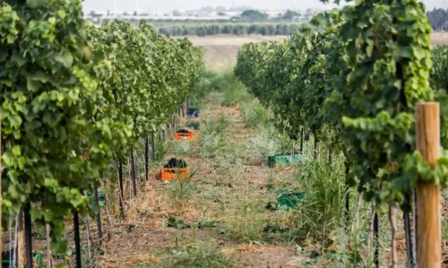 מקום לאירועים כפריים במרכז