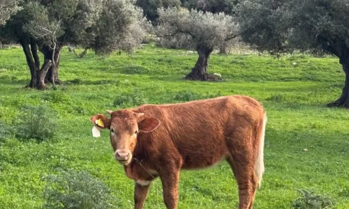 סטודיו שמואלי לאירוע